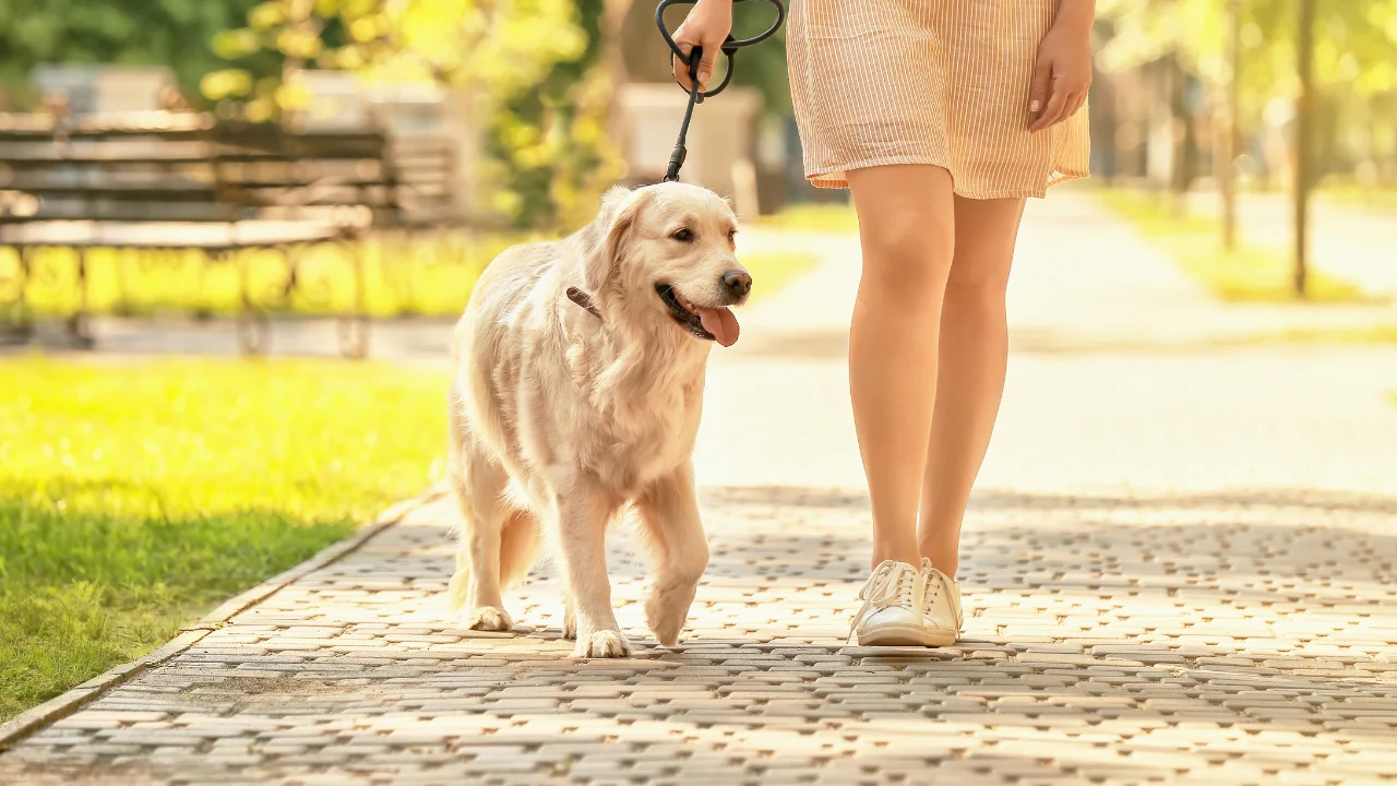 Case summary: Forrest v QBE Insurance (Australia) Limited [2025] NSWPIC 206 - dog walking is an attendant care service