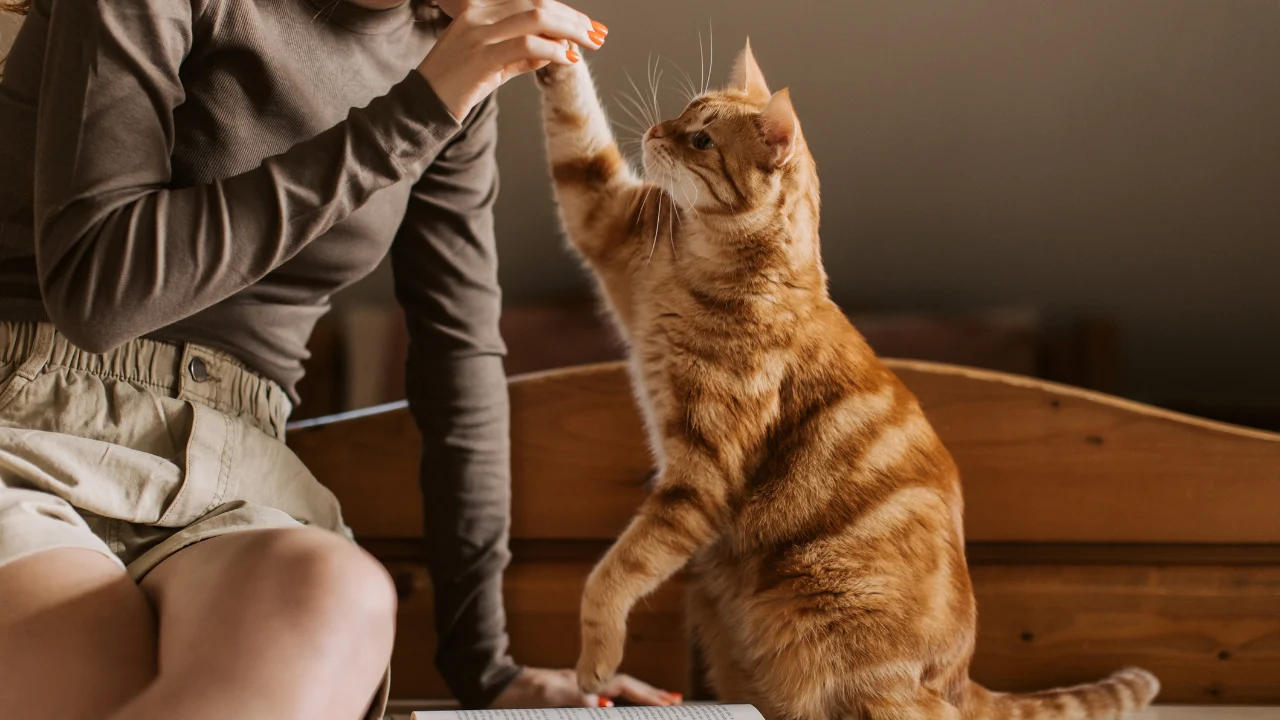 Case summary: Chowdhury v Insurance Australia Ltd t/as NRMA Insurance [2025] NSWPIC 167 – can pet care be a treatment expense after a motor vehicle accident?