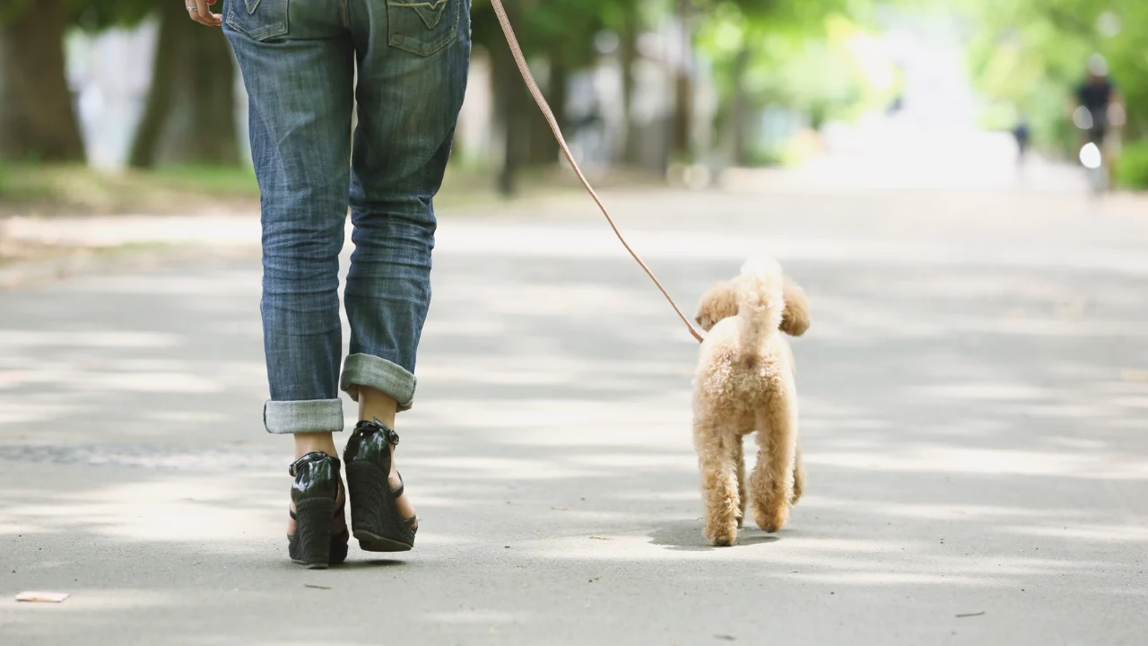 Irani v Insurance Australia Limited t/as NRMA Insurance [2025] NSWPICMP 832 – pet care and statutory benefits, Review Panel confirms dog-related expenses are not “treatment and care”